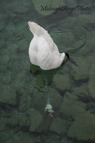 Swan in Geneva, Switzerland